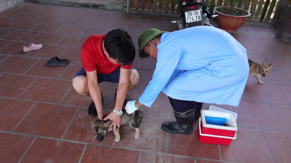 Hà Nội đẩy mạnh công tác tiêm phòng bệnh dại, tránh lây lan